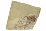 Cretaceous Fossil Fish - Lebanon #256042-1